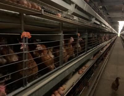 big dutchman layer battery cages